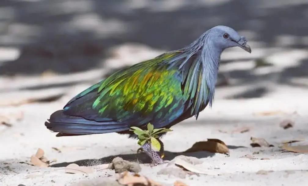 科学家计划复活渡渡鸟,究竟是如何做到的?真实可行吗?