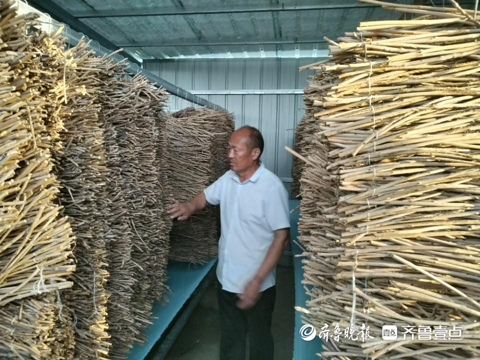 曹县苏集镇:芦笋地里养金蝉增收翻几倍