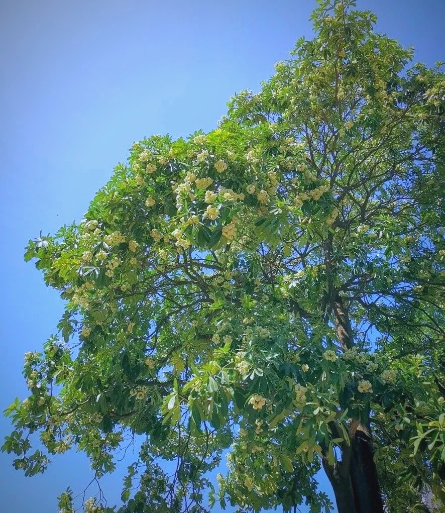 糖胶树盛花期,花朵散发独特气味,引发网友热议