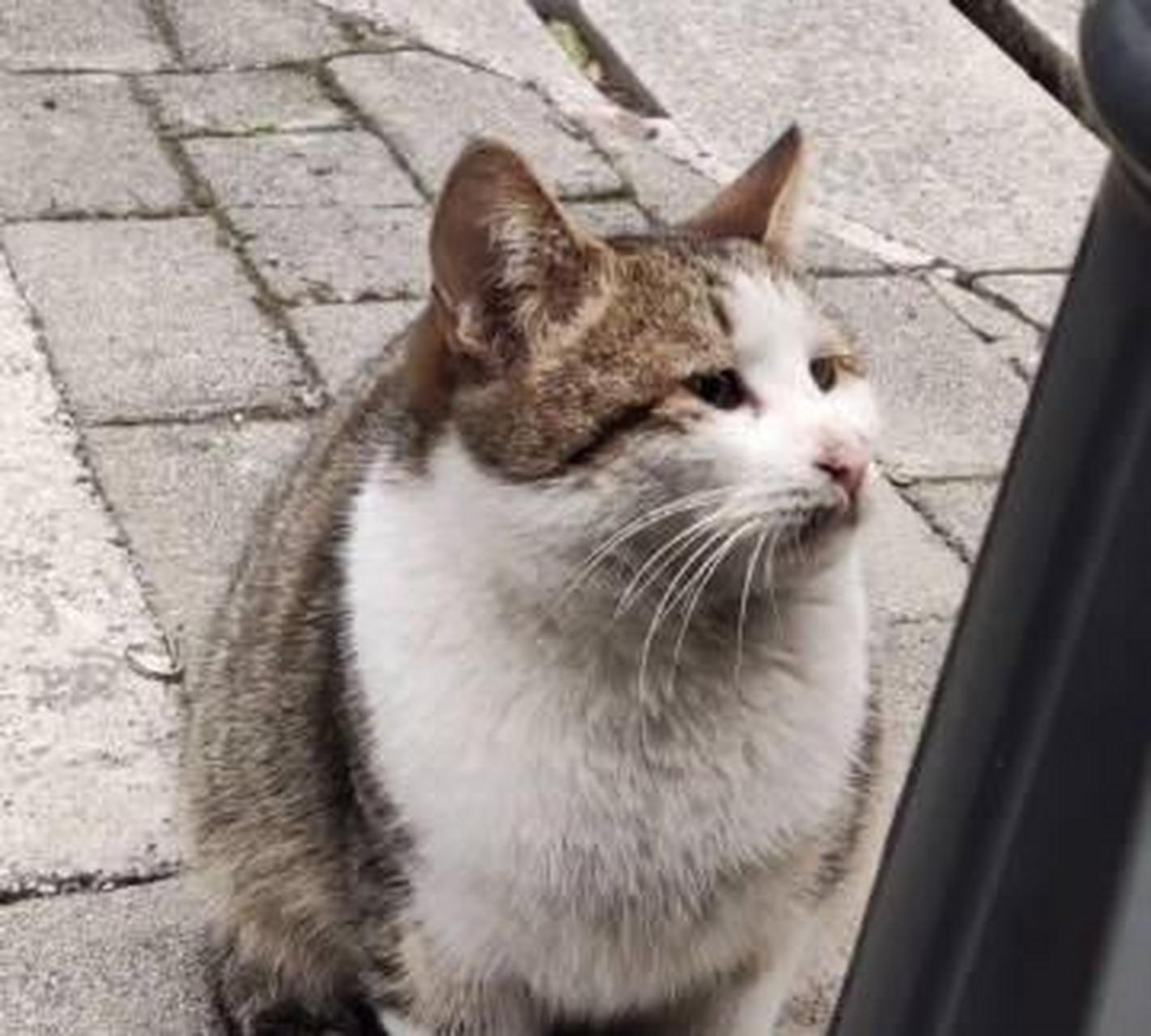 整天都是愁眉苦脸的小猫咪!