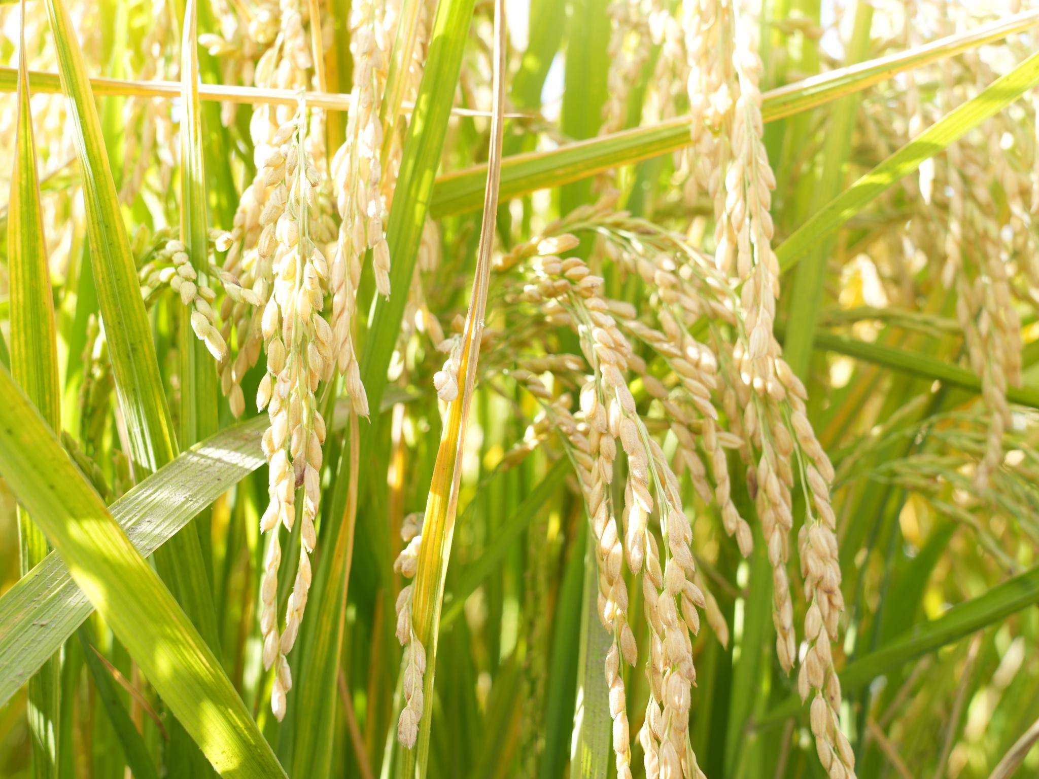 水稻成熟场景图片