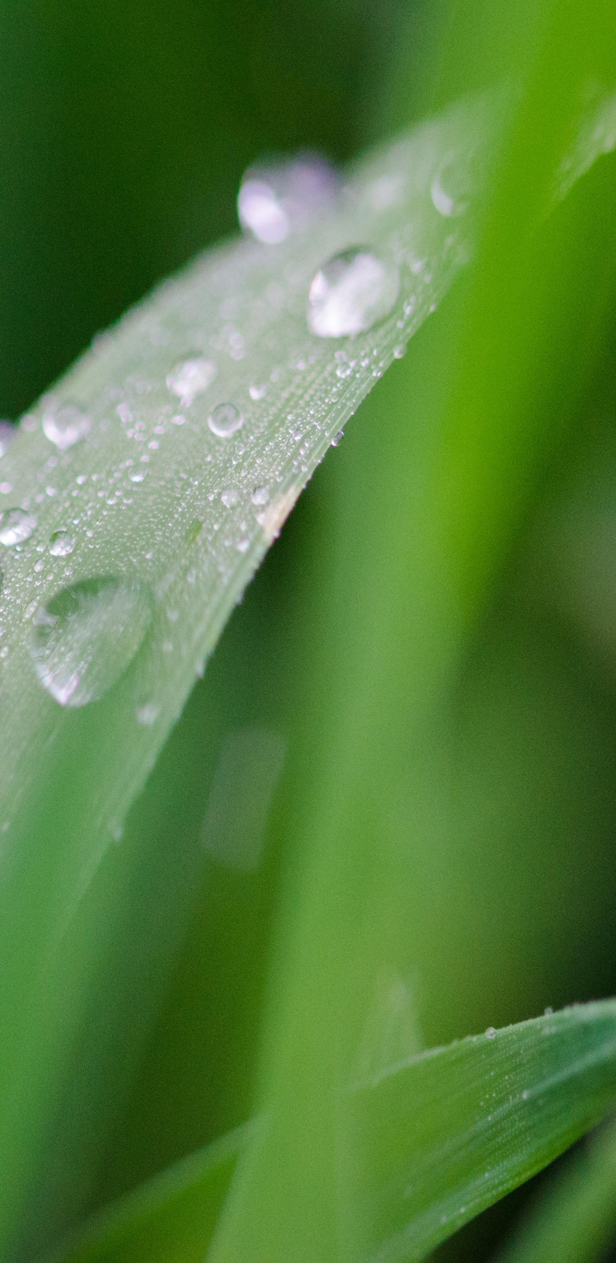 高清手机壁纸‖绿色护眼-草木生长的勃勃生机