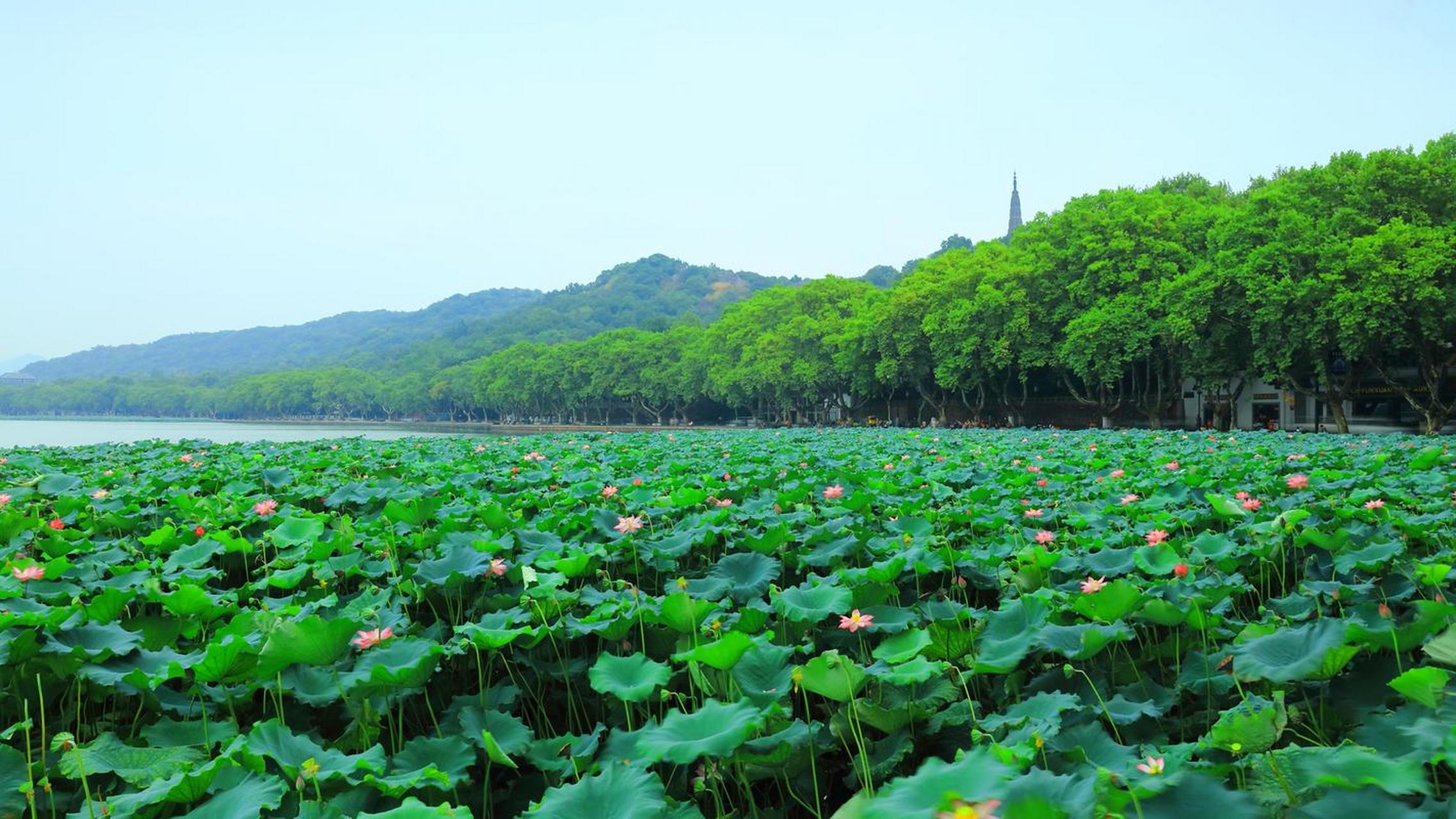 杭州三日游攻略:首日游览西湖美景,品尝西湖醋鱼;次日参观灵隐寺和