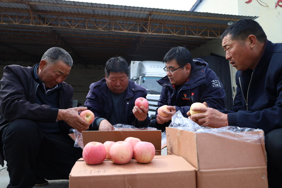 壹点帮办|临沂小山村50万斤苹果滞销!快来帮个"甜蜜"的忙