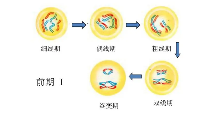 减数分裂过程