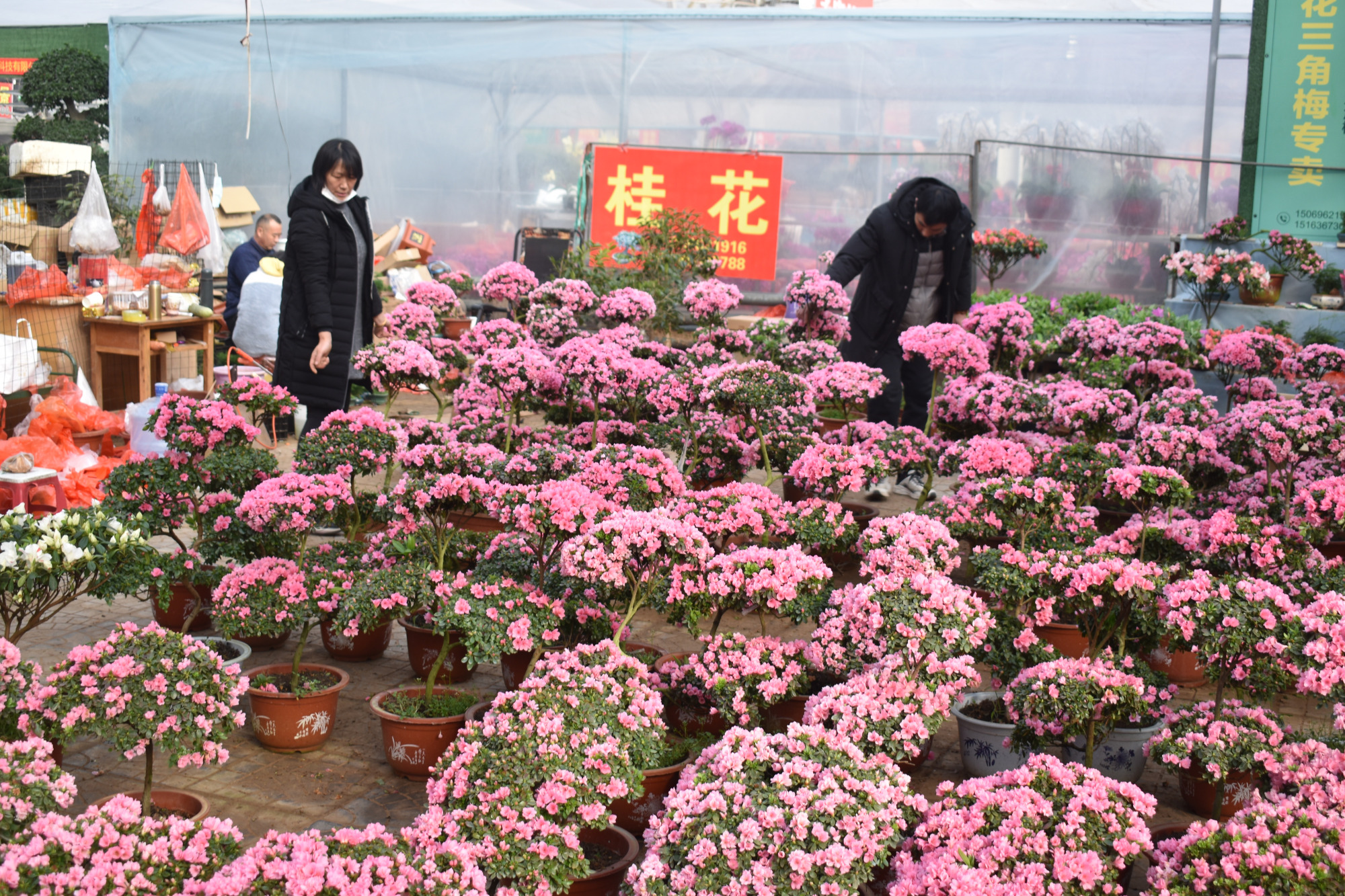 青州最大花卉批发市场图片