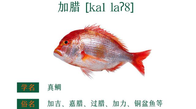 粤菜谱74期 香葱香菜豆豉油清蒸迦魶魚 嘉鱲鱼预防老年失智症食谱