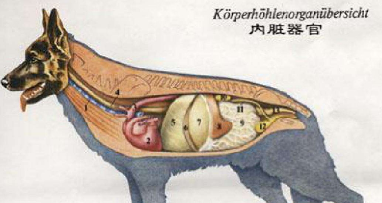 狗身上什么器官不能吃