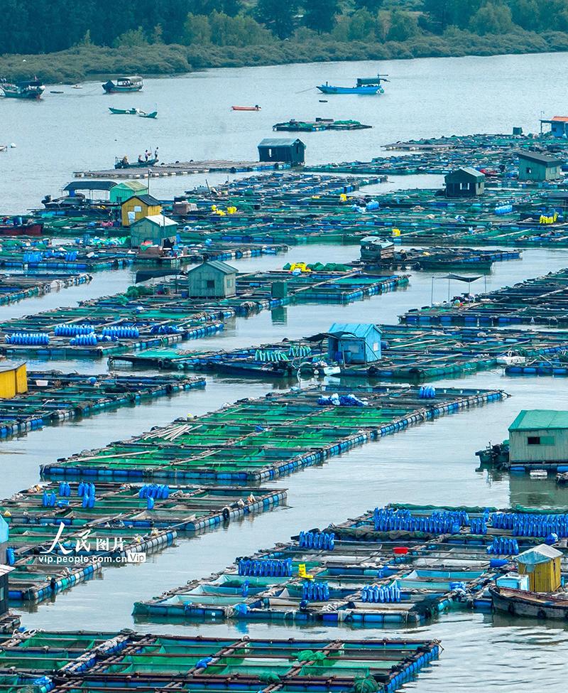 广东徐闻:外罗渔港的水上养殖场