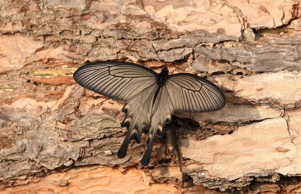春暖花开,珍稀蝶种中华虎凤蝶又有了新后代