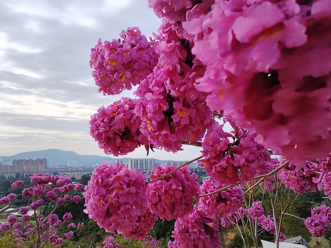 周末啦跟着政协委员看东孚推荐打卡