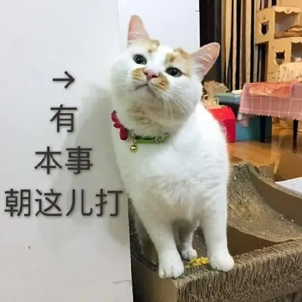 nekoda猫打图片