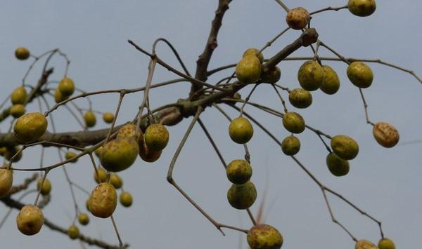 乡下这种树叫"苦楝子",味道苦涩,有催熟的效果,还能制作手串