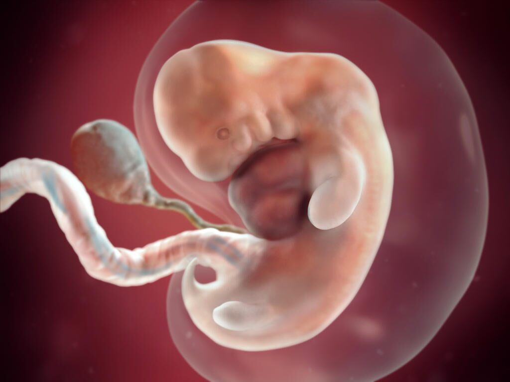 正常的胚胎着床图图片