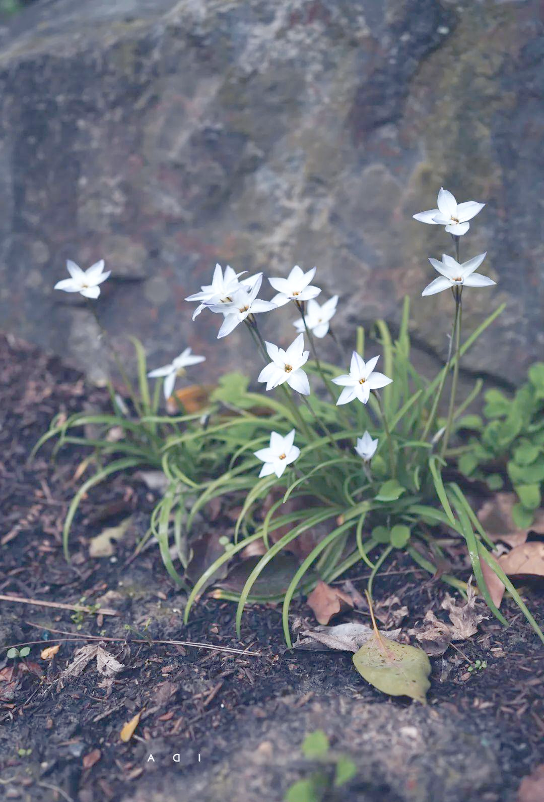 花韭:摄影之旅中发现的美丽小花