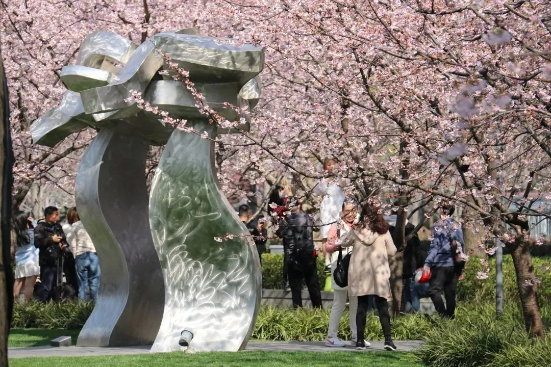 樱花盛开正当时!来静安雕塑公园尽享春日盛宴丨镜头里的静安