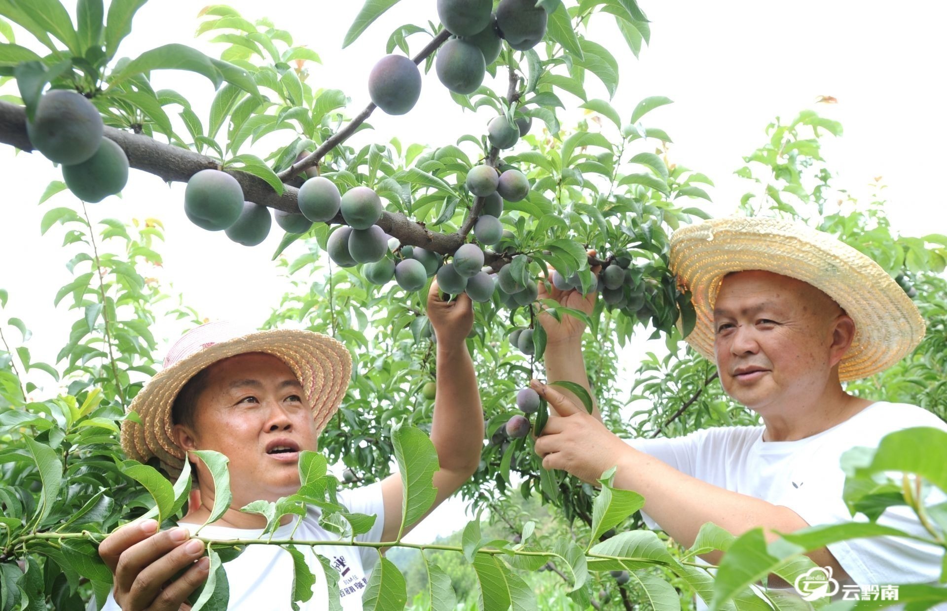 平塘县苗二河村:桃,李进入丰果期