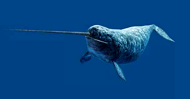 独角鲸:一种来自童话的神秘生物,却面临灭绝威胁