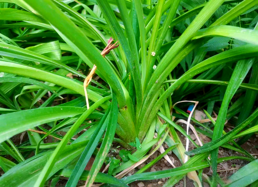 大花萱草:多种宿根花卉的介绍与特点