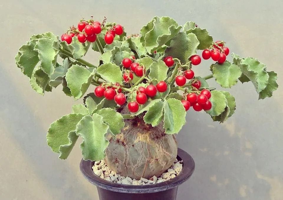 块根-与葡萄瓮为伴cyphostemma