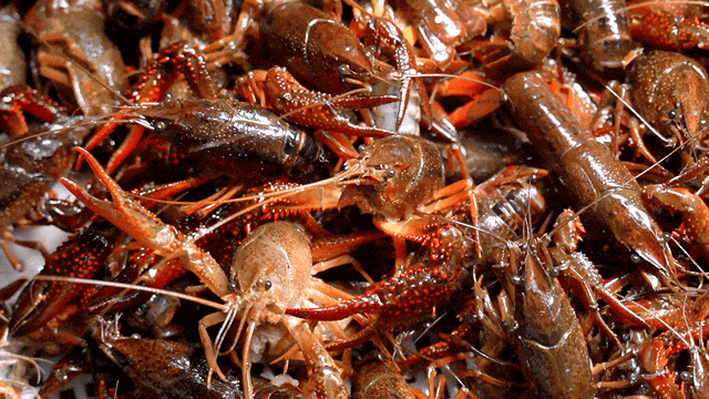 跨界小龙虾却遭反噬,荆州富豪百亿帝国崩塌令人唏嘘