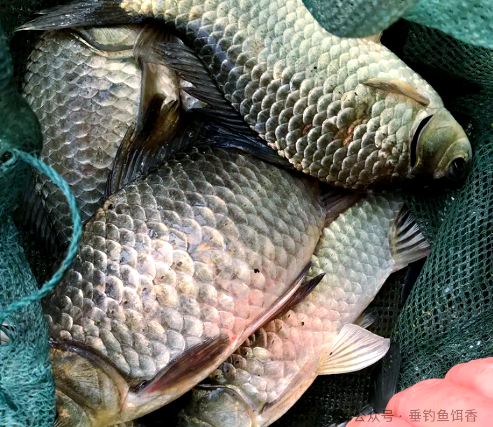 湘江惊现罕见"鲫鱼王",三斤多重引热议,难道成精了?