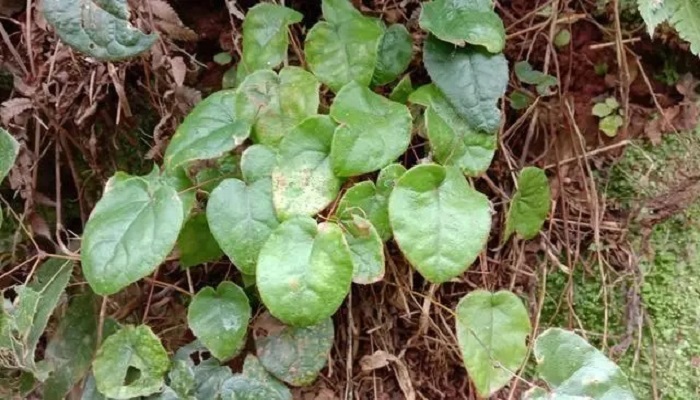 三枝九葉草怎麼用