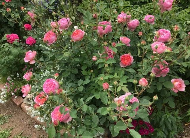 博斯科贝尔(boscobel)