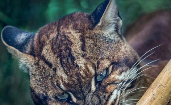 广西之珍:神兽现身,老虎黯然失色