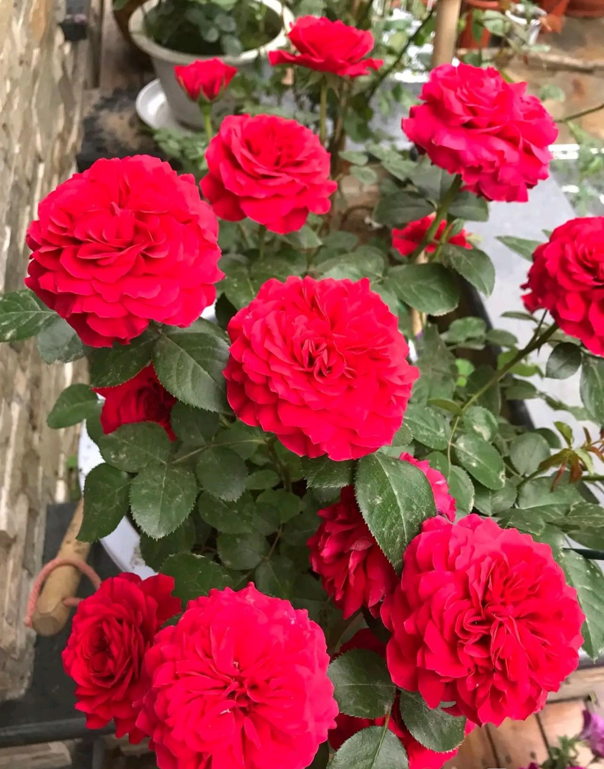 红色达芬奇—阳台也能养的月季,喜庆大红色,丰花勤花,值得拥有