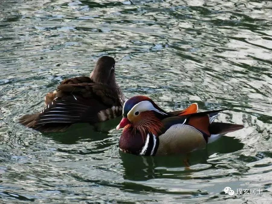 您与另一半是鸳鸯蝴蝶命吗?