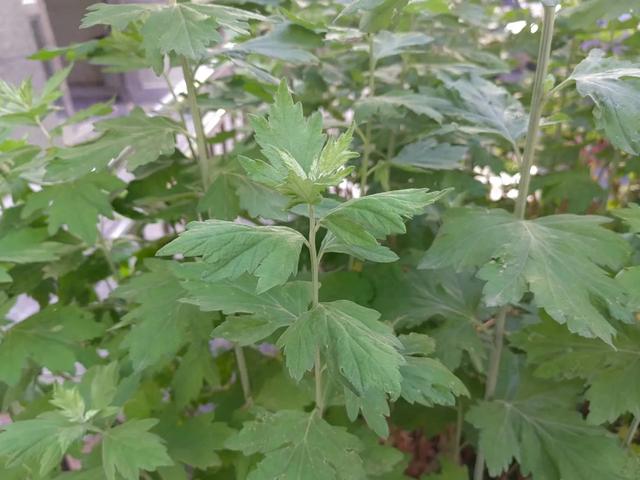 茵陈和黄花蒿的区别图片