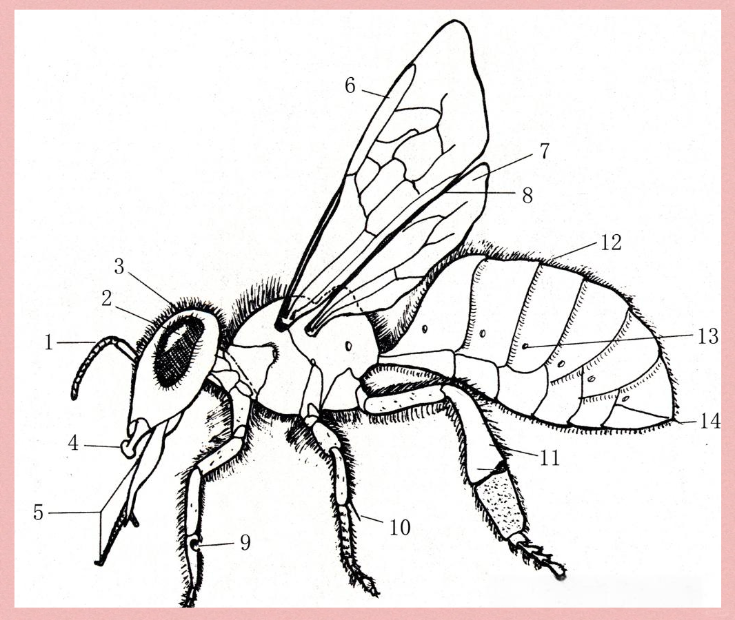 揭秘蜜蜂的飞行奥秘与独特携粉能力