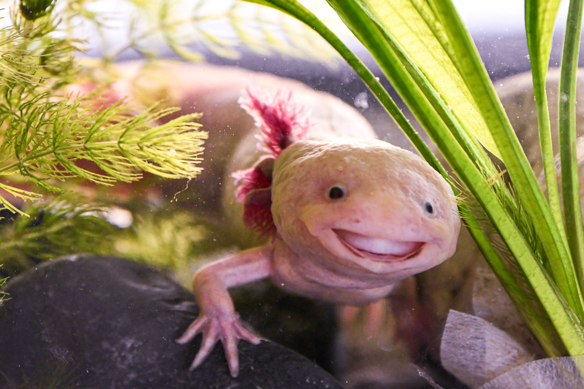 全球连线|神奇生物在哪里?——墨西哥:美西螈