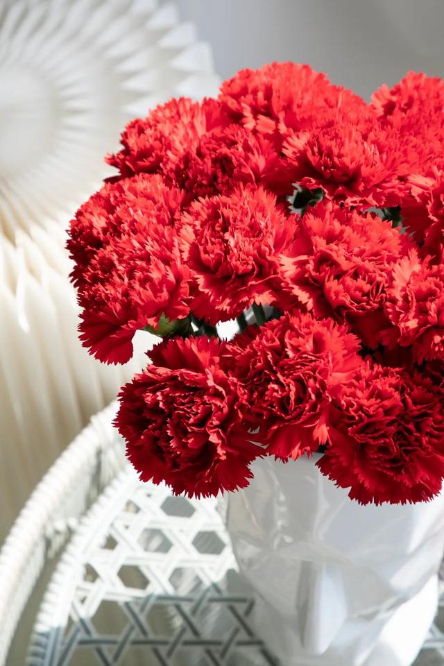 世界第一!这家企业的国产切花康乃馨洪福年产8亿支