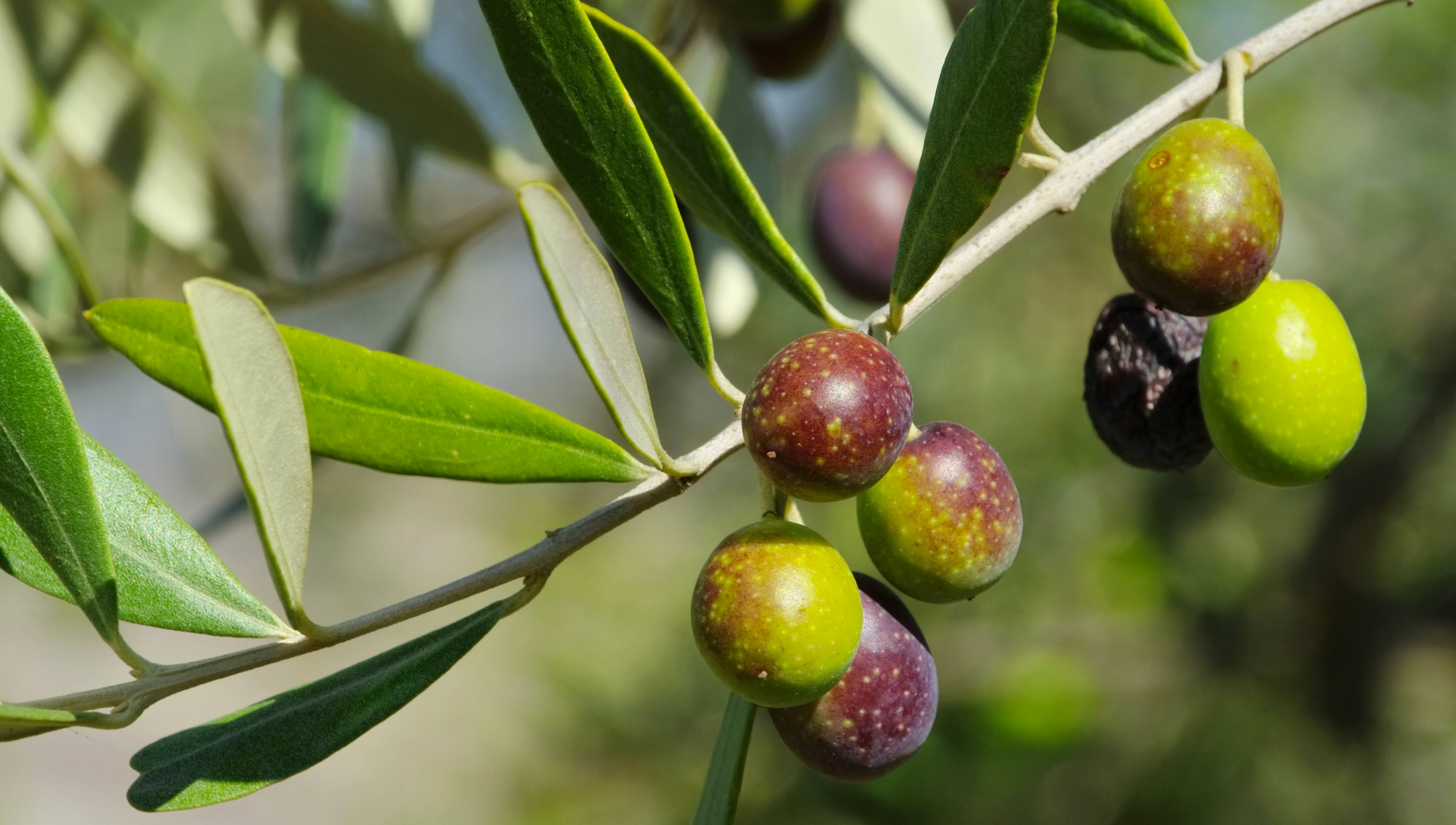陕西富恒生物:油橄榄叶提取物对皮肤的作用和护肤功效