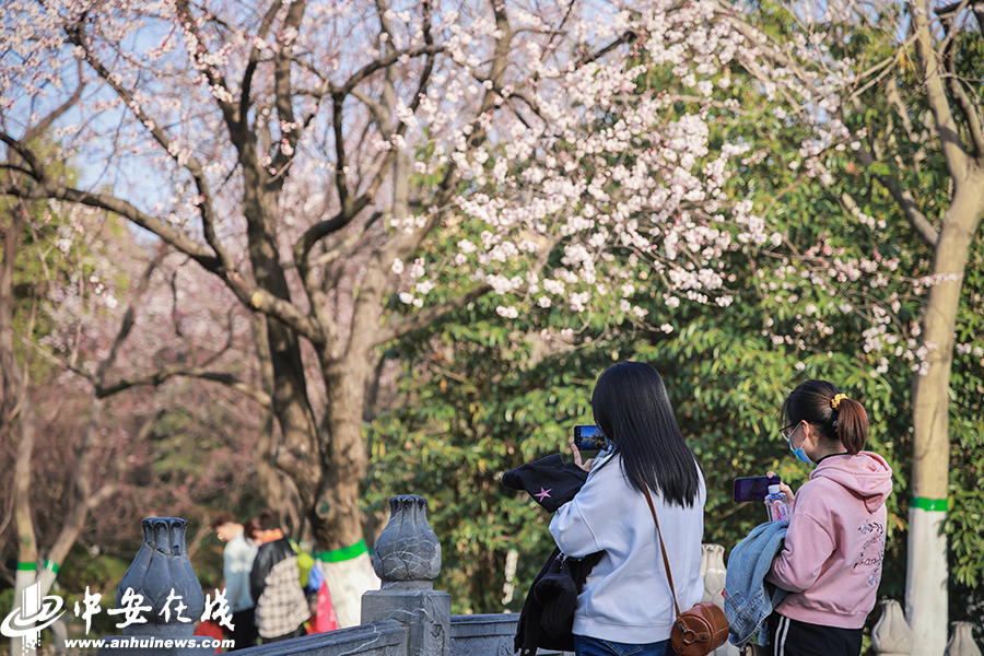 春光明媚 合肥杏花公园游人如织「组图」