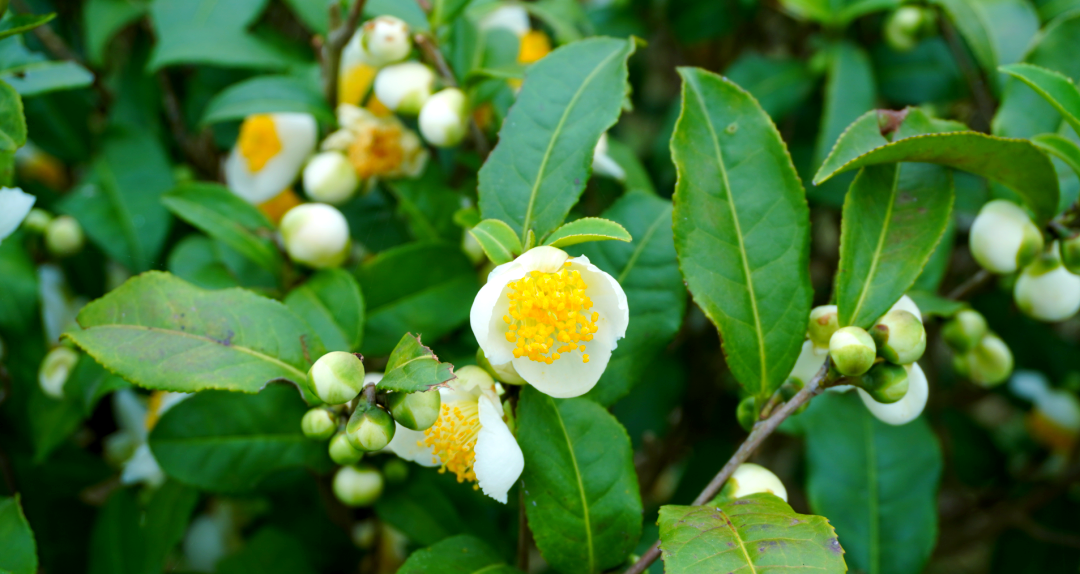 茶树花盛开,多种加工方式拓宽增收渠道