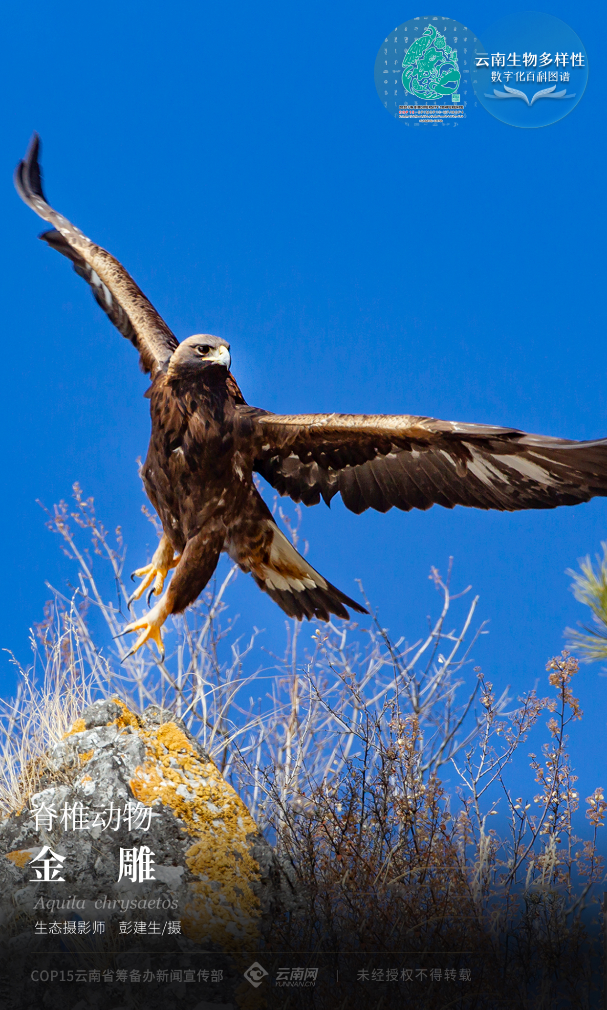 「云南生物多样性数字化百科图谱」脊椎动物·金雕:猛禽之王,猛得超乎