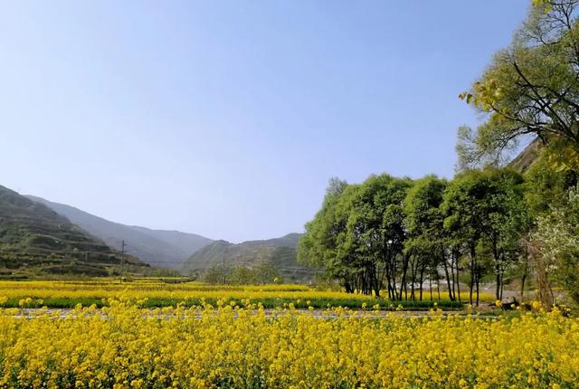 天水武山油菜花盛开:满目金黄香百里一方春色醉千山