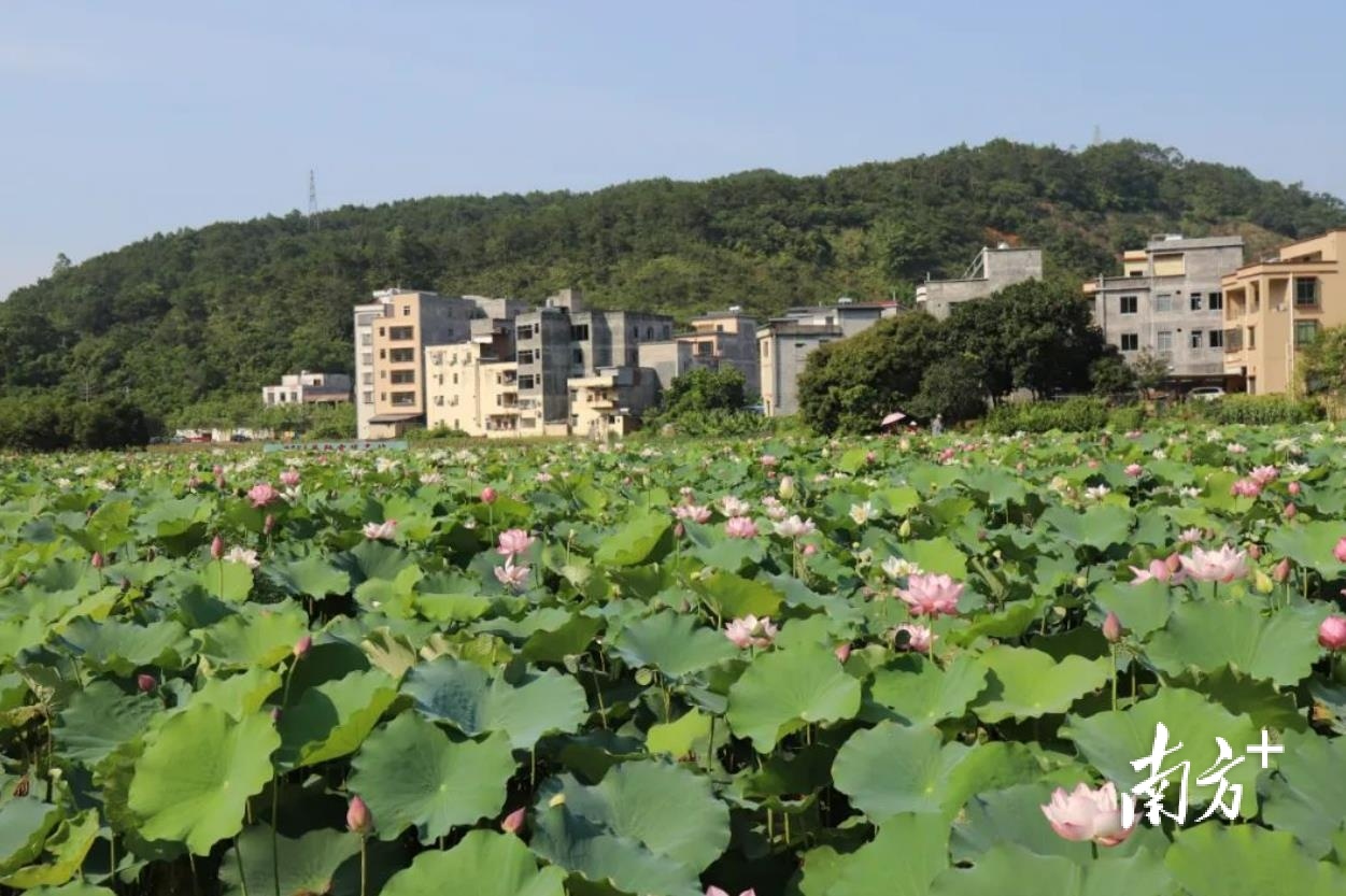 太美了,信宜东镇30亩荷花朵朵开