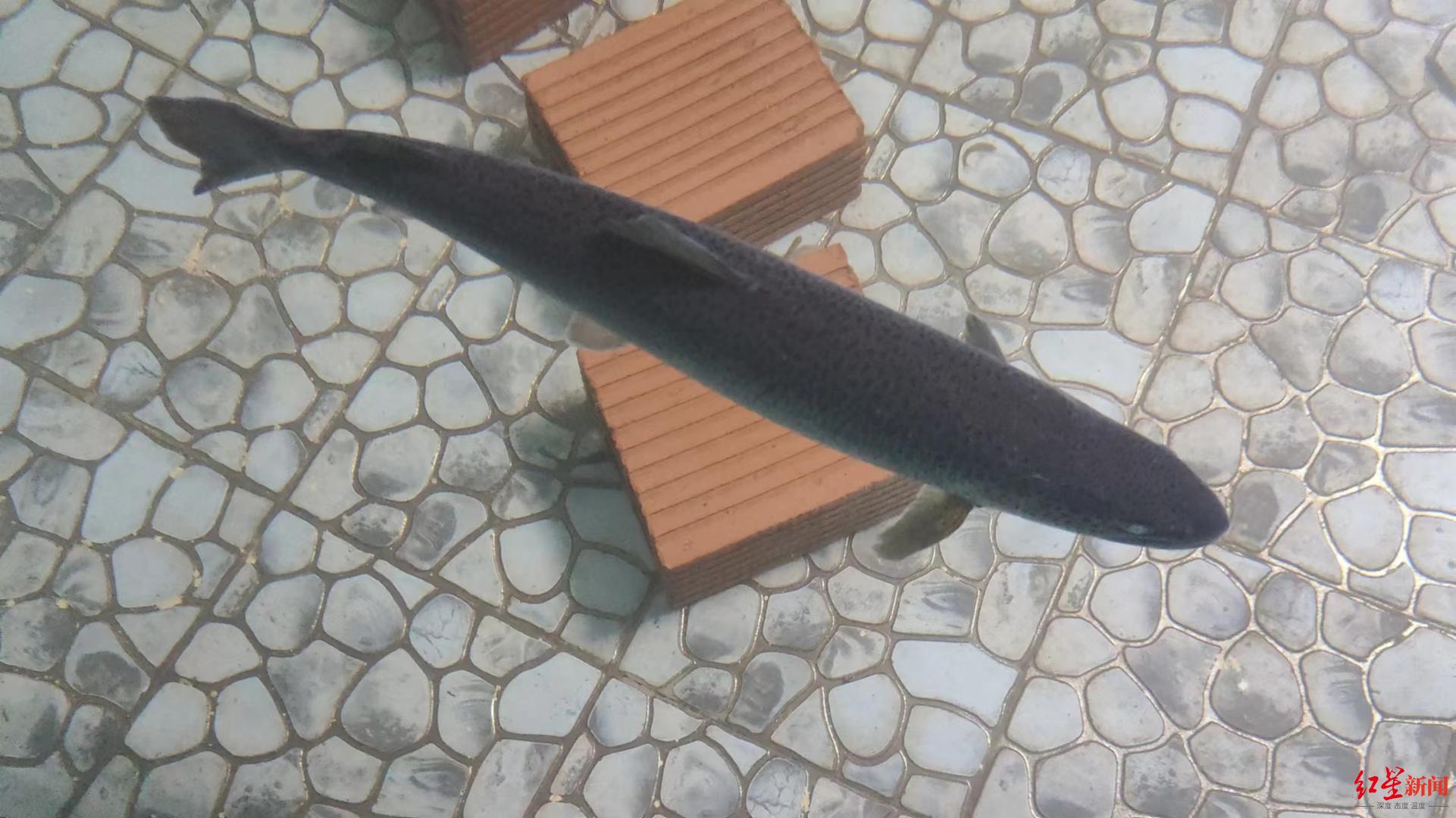 野生数量或比野生大熊猫还少!川陕哲罗鲑在四川成功实现全人工繁殖