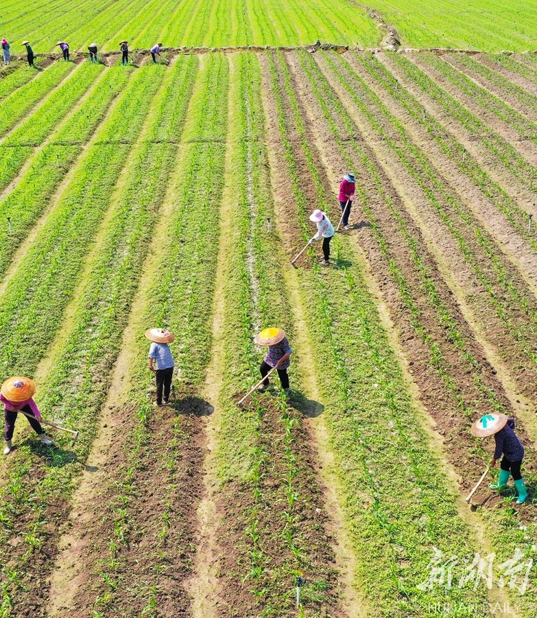 菜稻轮作 地肥菜甜