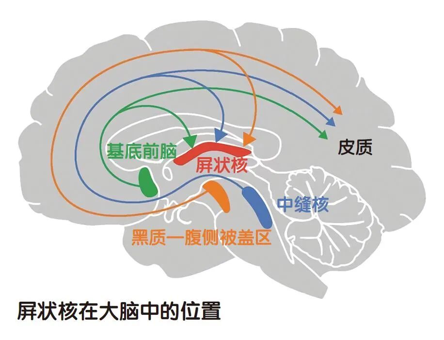 分心？都怪那个“核”！