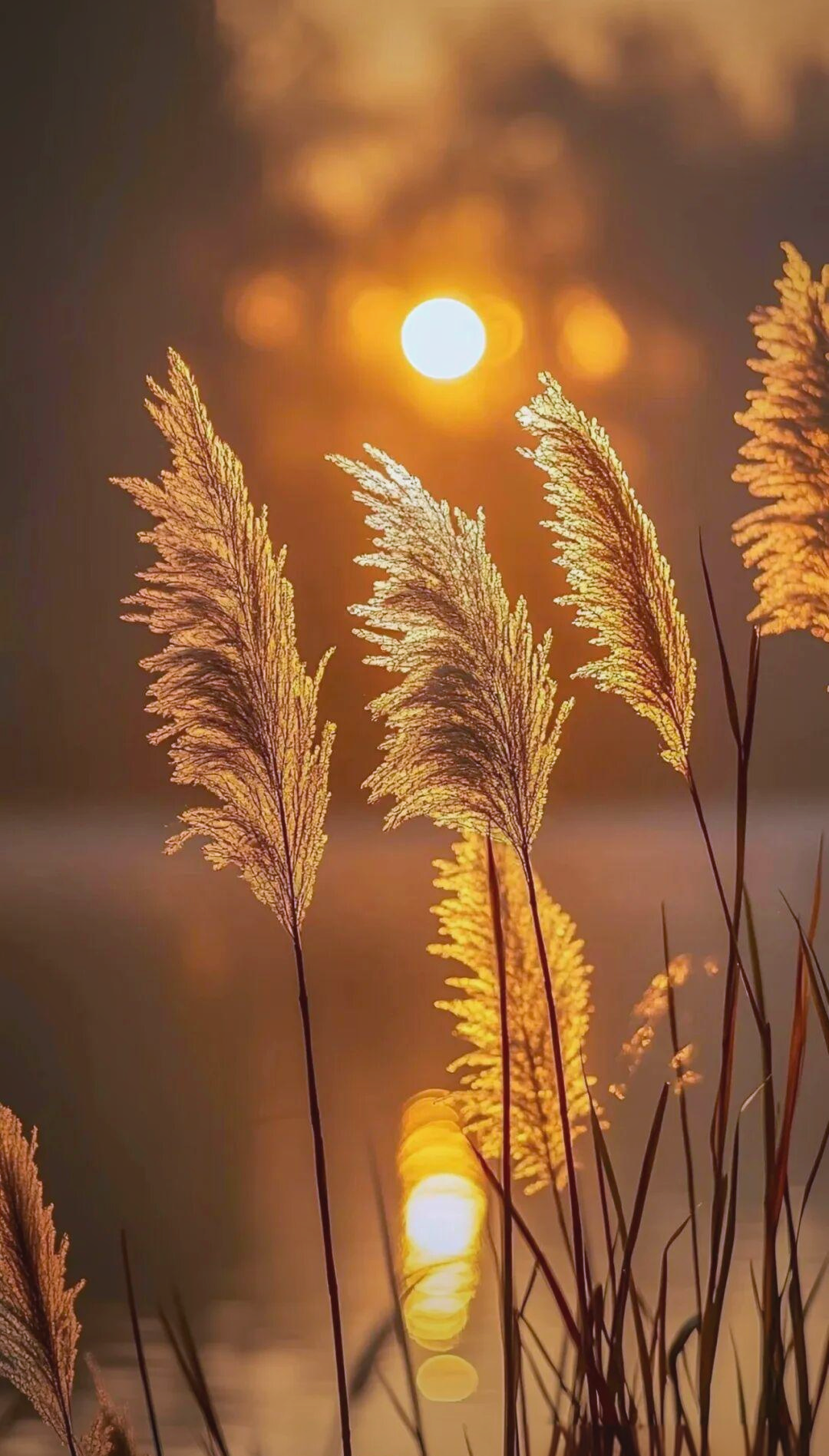 深秋芦花:从美丽景象到心灵感悟