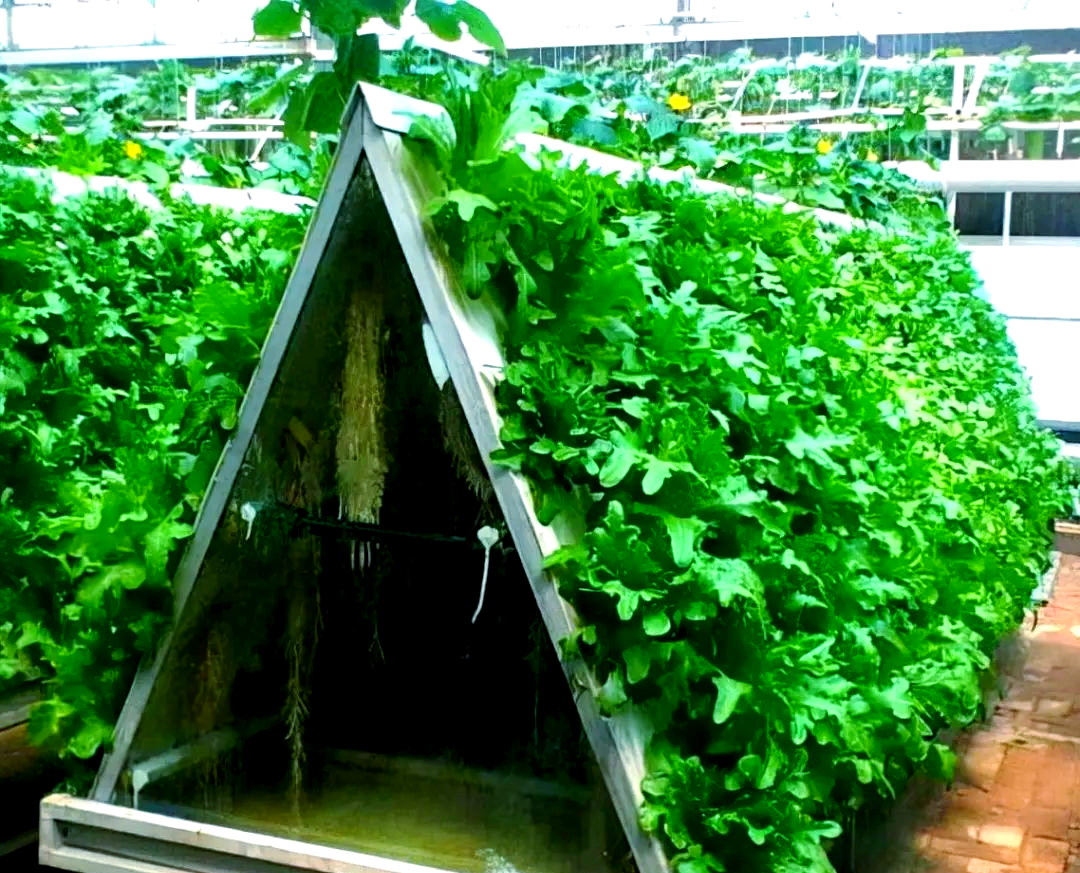 盆栽蔬菜新方法:气雾栽培技术,生长周期缩短,产量增加