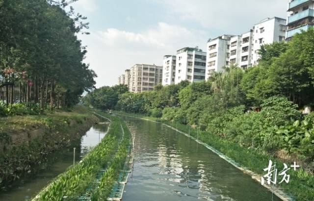 水活,河畅,景美!新会会城河重现城市"烟火气"