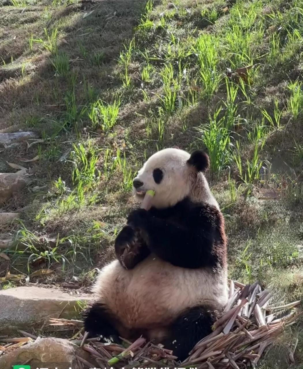 看一看今天的雪雪,摄影师是佛坪熊猫王子.