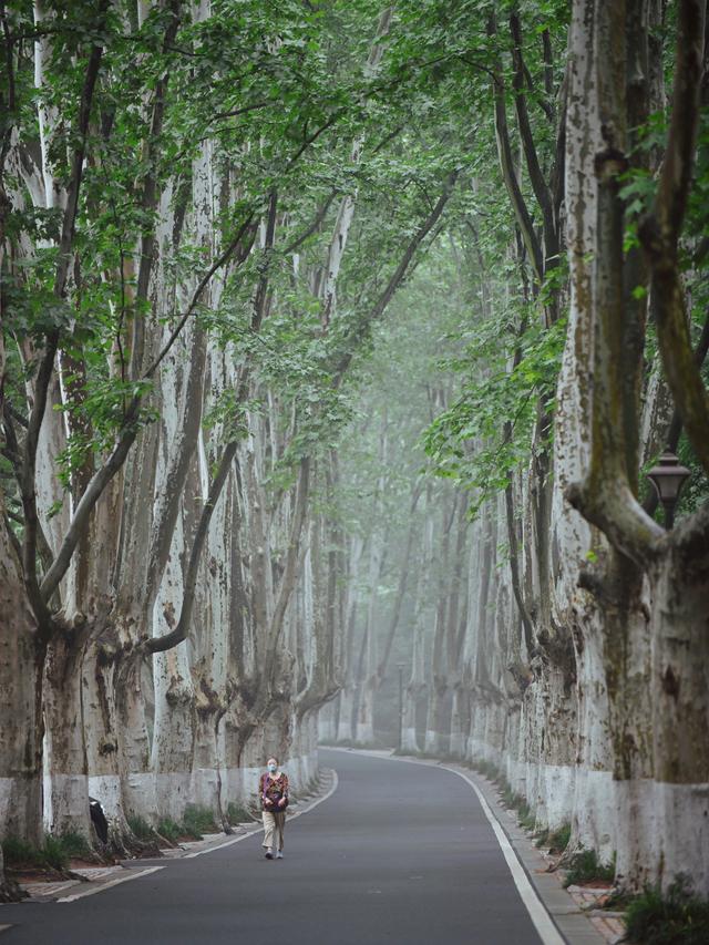 【南京灵谷寺路:被遗忘的梧桐大道】15这是一条没人去的梧桐大道,它
