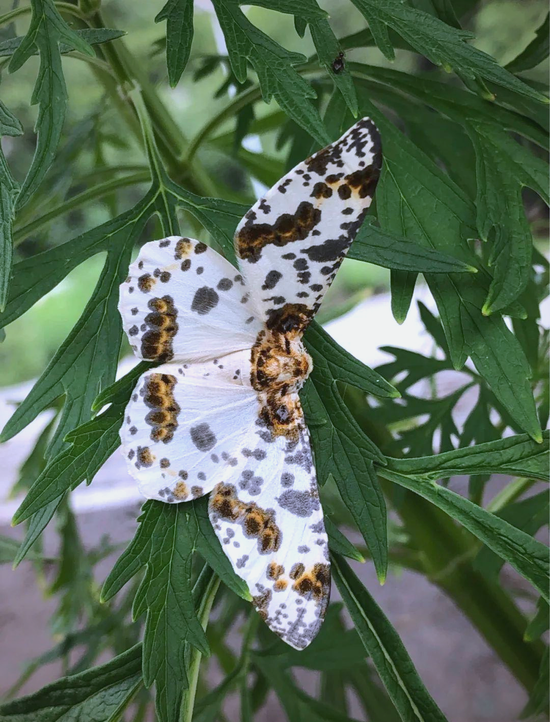 多种尺蛾分布广泛,它们有什么独特魅力